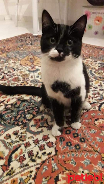 Soke, Kedi  Gece fotoğrafı