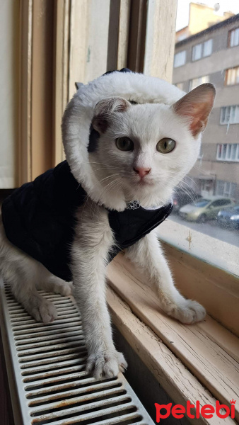 Van Kedisi, Kedi  Zambak fotoğrafı