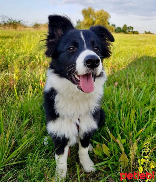 Border Collie, Köpek  Sparta fotoğrafı