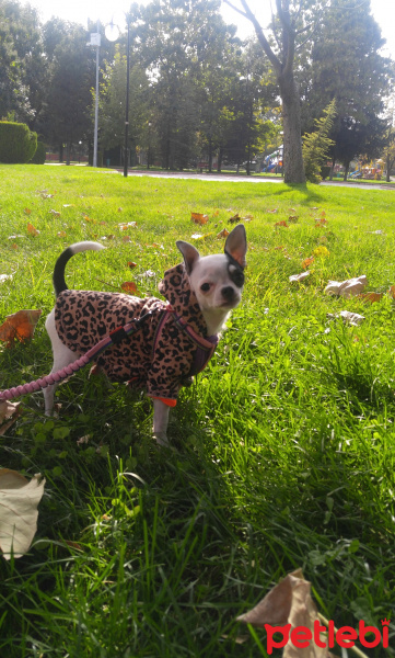 Chihuahua, Köpek  Asya fotoğrafı