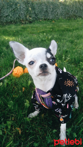 Chihuahua, Köpek  Asya fotoğrafı