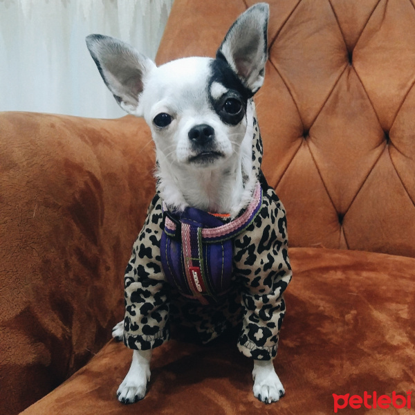 Chihuahua, Köpek  Asya fotoğrafı