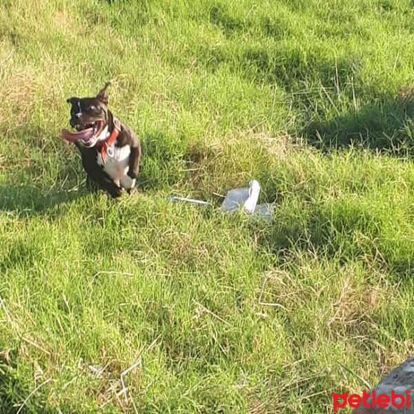 Amerikan Staffordshire Terrier, Köpek  Oscar fotoğrafı