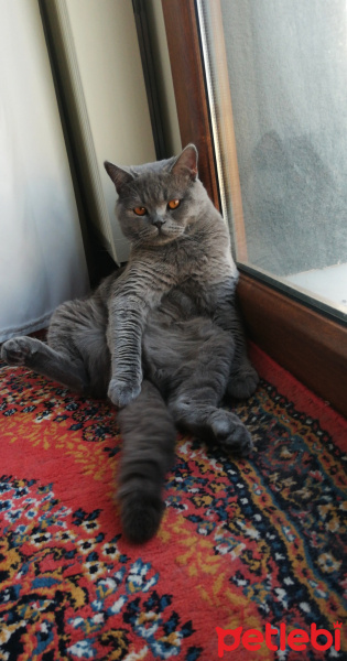 British Shorthair, Kedi  Sezar fotoğrafı