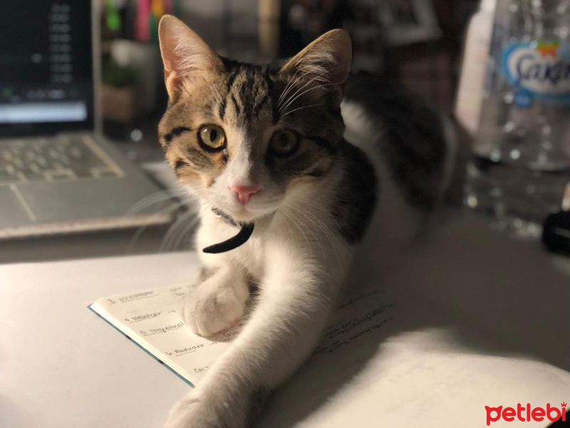 Tekir Kedi, Kedi  Mecnun fotoğrafı