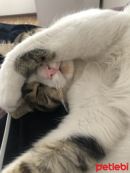 Tekir Kedi, Kedi  Mecnun fotoğrafı