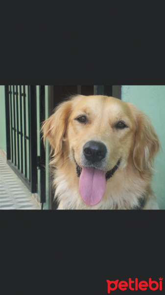 Golden Retriever, Köpek  Lila fotoğrafı