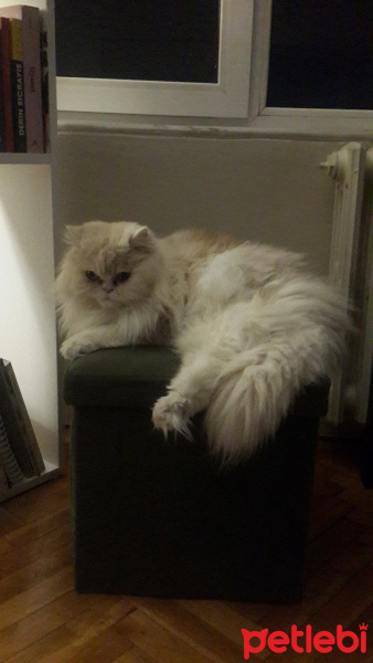 İran Kedisi (Persian), Kedi  Toraman fotoğrafı