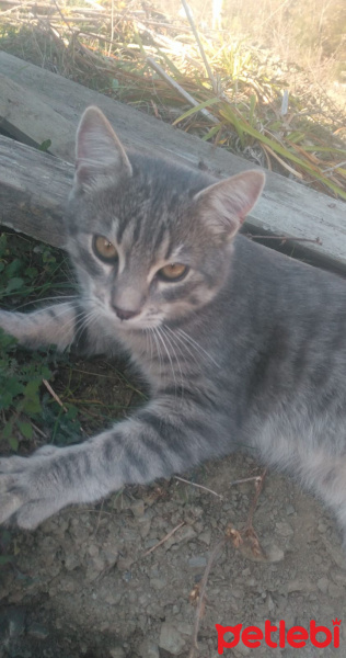 Tekir Kedi, Kedi  Kımsesiz canlar fotoğrafı