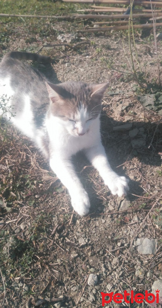 Tekir Kedi, Kedi  Kımsesiz canlar fotoğrafı