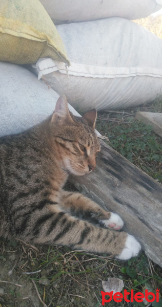Tekir Kedi, Kedi  Kımsesiz canlar fotoğrafı