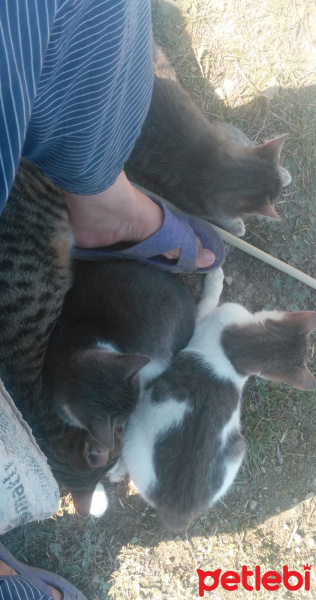 Tekir Kedi, Kedi  Kımsesiz canlar fotoğrafı