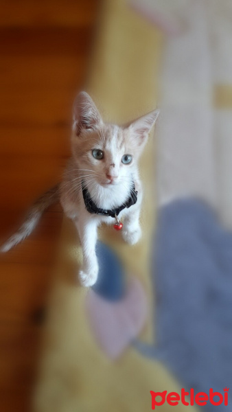 Tekir Kedi, Kedi  Karamel fotoğrafı