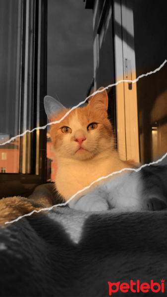 Tekir Kedi, Kedi  Karamel fotoğrafı