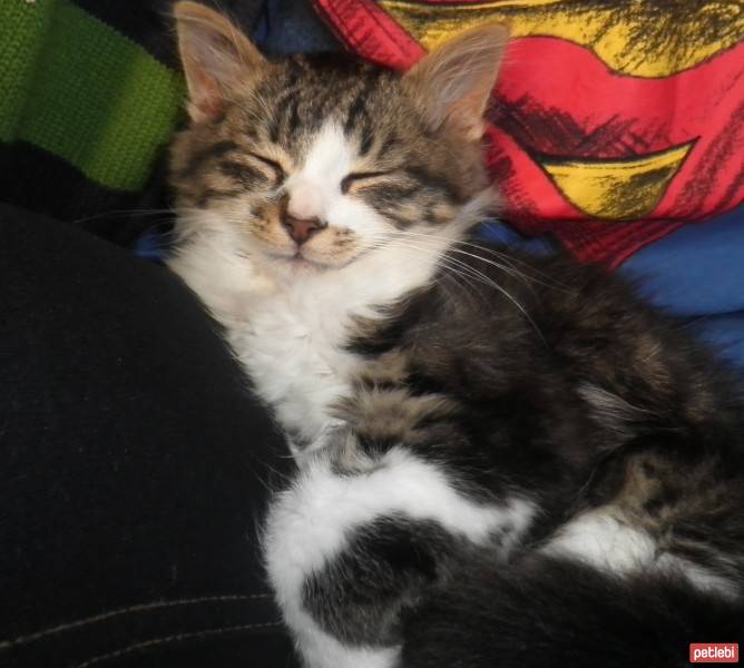 Tekir Kedi, Kedi  çamur fotoğrafı