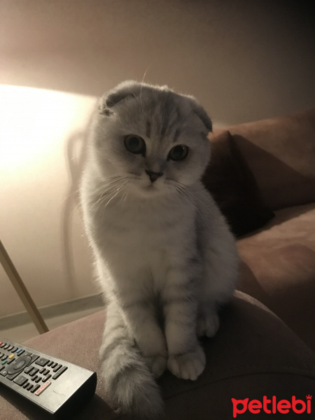 Scottish Fold, Kedi  Badem fotoğrafı