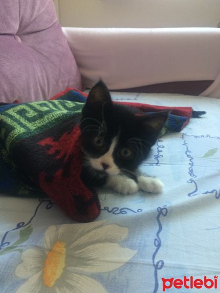 Tuxedo (Smokin) Kedi, Kedi  Reşê fotoğrafı
