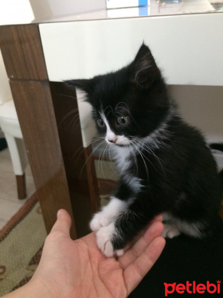 Tuxedo (Smokin) Kedi, Kedi  Reşê fotoğrafı