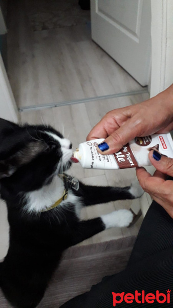 Tuxedo (Smokin) Kedi, Kedi  Reşê fotoğrafı