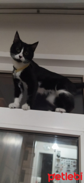 Tuxedo (Smokin) Kedi, Kedi  Reşê fotoğrafı