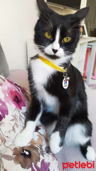 Tuxedo (Smokin) Kedi, Kedi  Reşê fotoğrafı