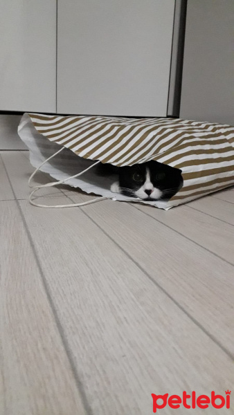 Tuxedo (Smokin) Kedi, Kedi  Reşê fotoğrafı