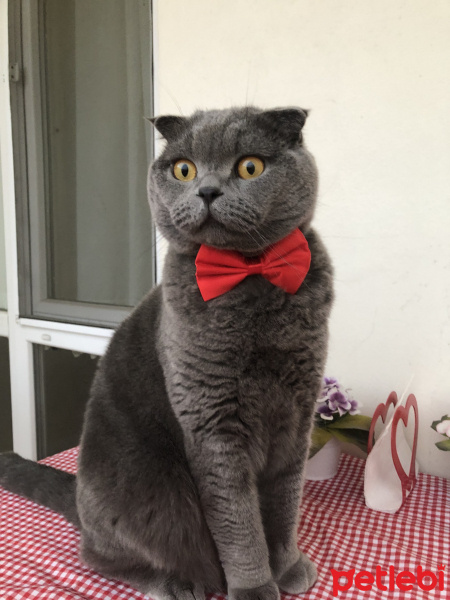 Scottish Fold, Kedi  Yiri fotoğrafı