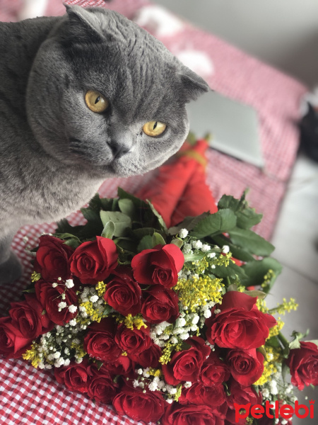 Scottish Fold, Kedi  Yiri fotoğrafı