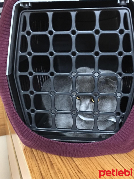 Scottish Fold, Kedi  Pascha fotoğrafı