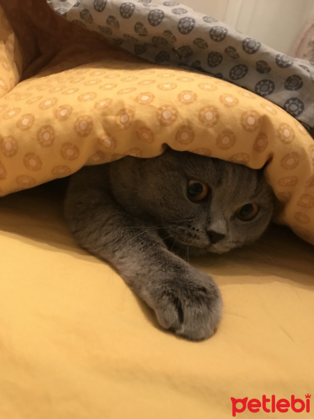 British Shorthair, Kedi  Ares fotoğrafı