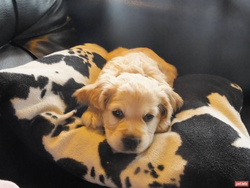 Amerikan Cocker Spaniel, Köpek  KAFKAF fotoğrafı