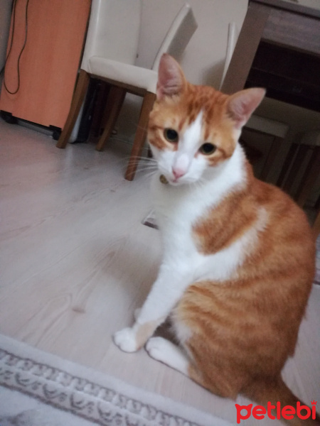 Sarman, Kedi  Mırmır fotoğrafı