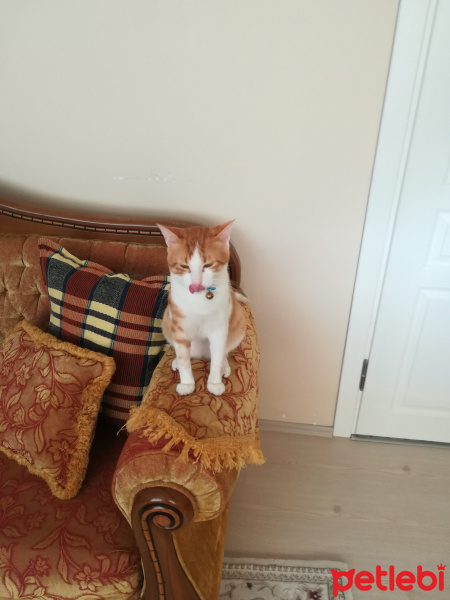 Sarman, Kedi  Mırmır fotoğrafı