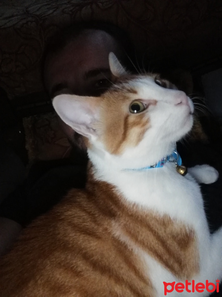 Sarman, Kedi  Mırmır fotoğrafı