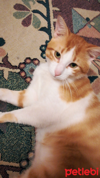Sarman, Kedi  Mırmır fotoğrafı