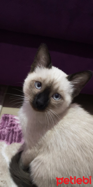 Siyam Kedisi, Kedi  Zeus fotoğrafı
