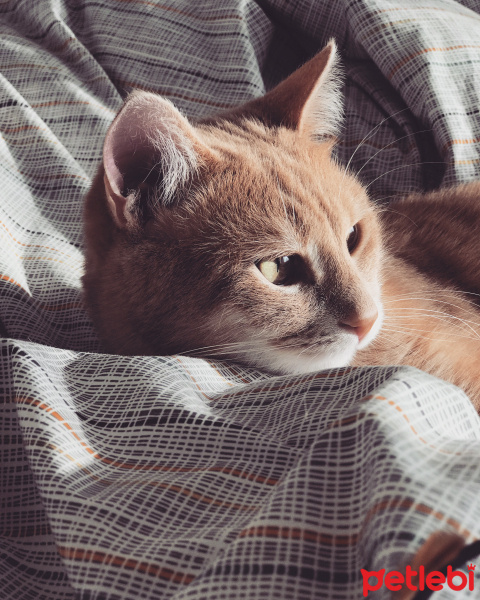 Sarman, Kedi  Mikrop fotoğrafı