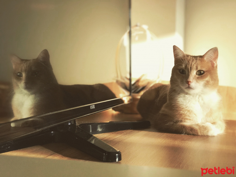 Sarman, Kedi  Mikrop fotoğrafı