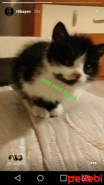 Bombay, Kedi  Karadut fotoğrafı