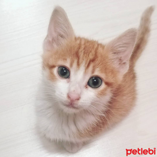 Sarman, Kedi  Güneş fotoğrafı