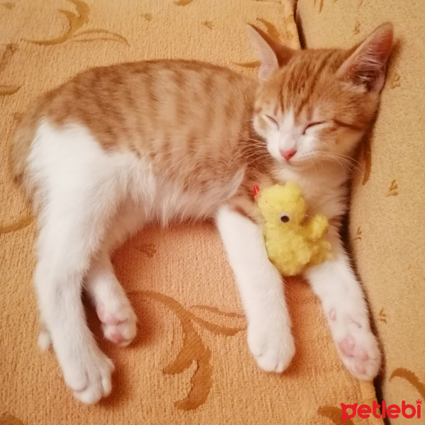 Sarman, Kedi  Güneş fotoğrafı