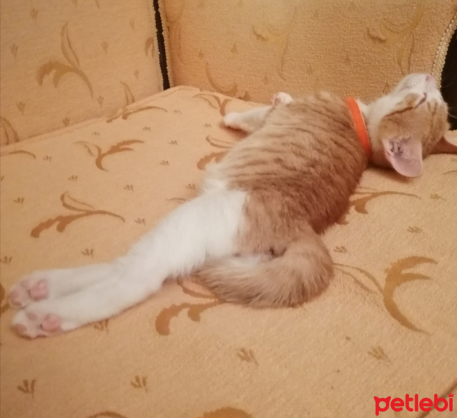 Sarman, Kedi  Güneş fotoğrafı