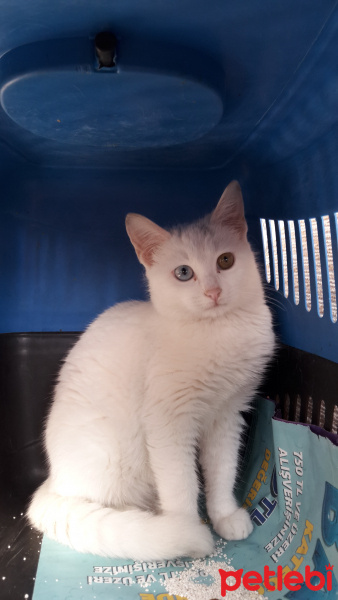 Van Kedisi, Kedi  Van kedisi fotoğrafı