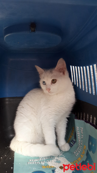 Van Kedisi, Kedi  Van kedisi fotoğrafı