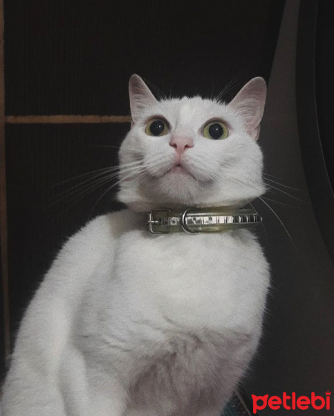 Ankara Kedisi, Kedi  Pamuk fotoğrafı