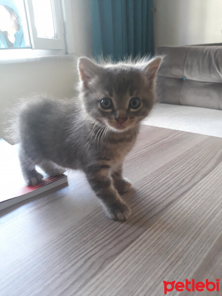 Chinchilla, Kedi  Gilbert fotoğrafı