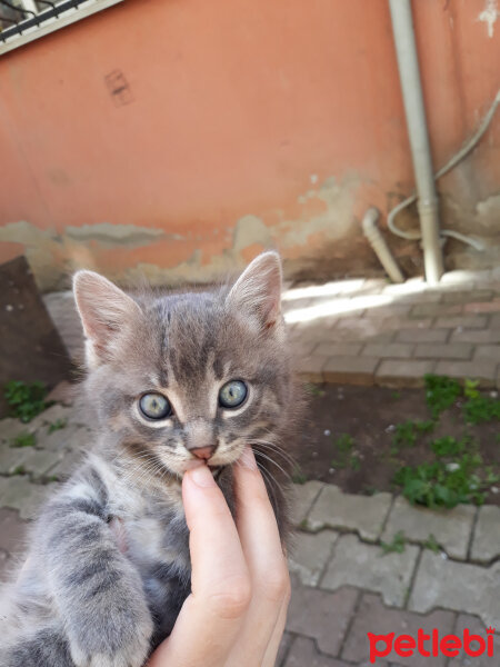 Chinchilla, Kedi  Gilbert fotoğrafı