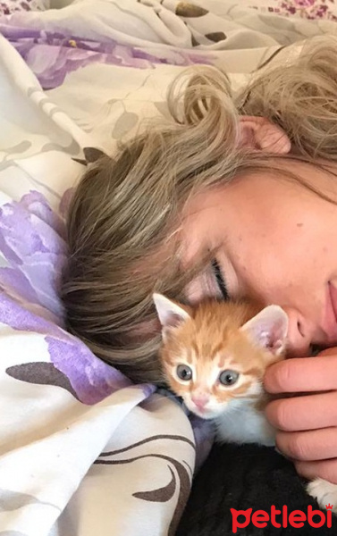Sarman, Kedi  Mecnun fotoğrafı