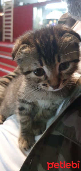 Tekir Kedi, Kedi  Küçük Adam fotoğrafı