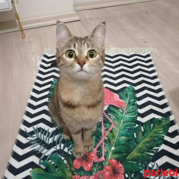 Tekir Kedi, Kedi  Duman fotoğrafı